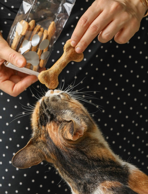 Paw Crackers, Pati Kraker